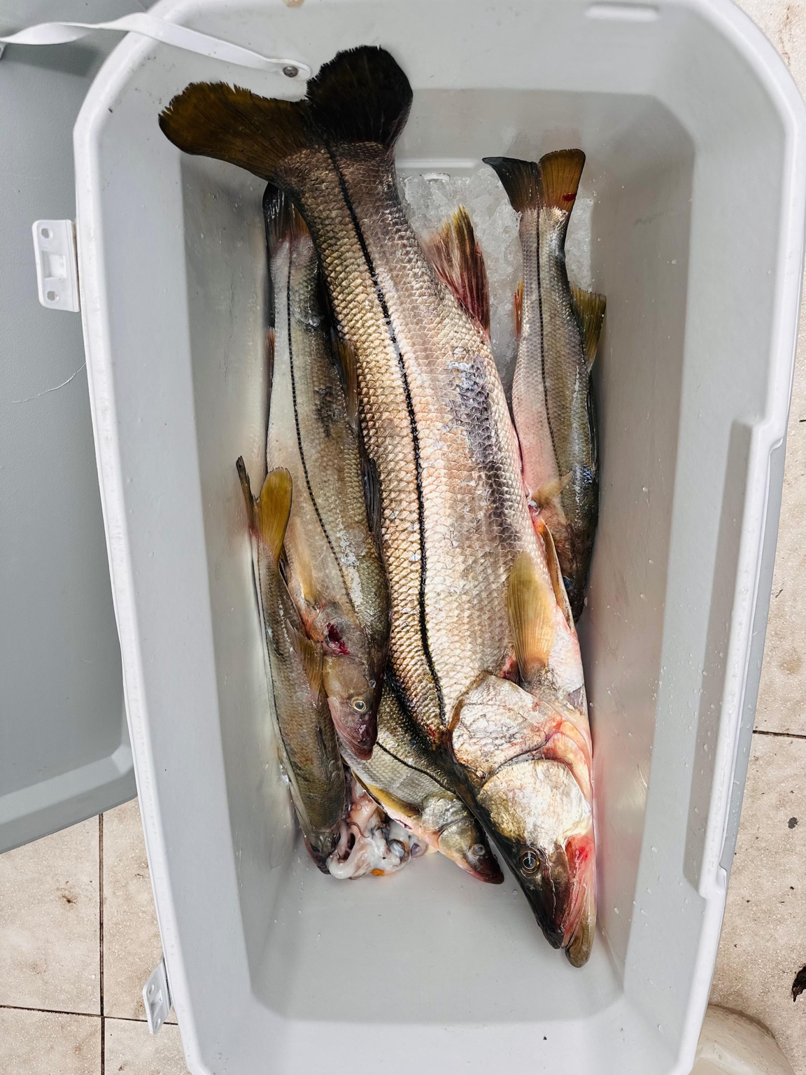 Registro de pesca 2